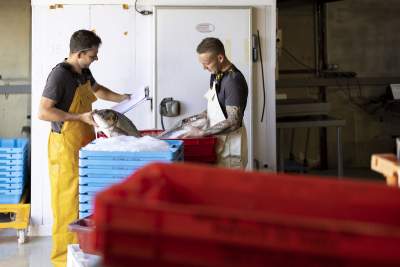Octo Food · Grossiste Poisson Suisse