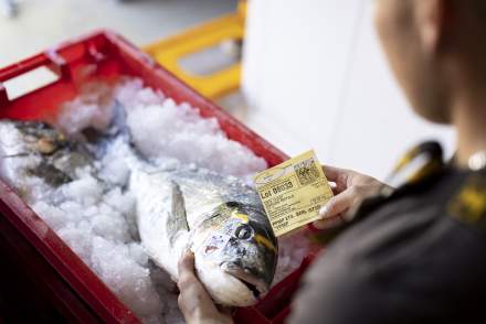Octo Food · Grossiste Poisson Suisse